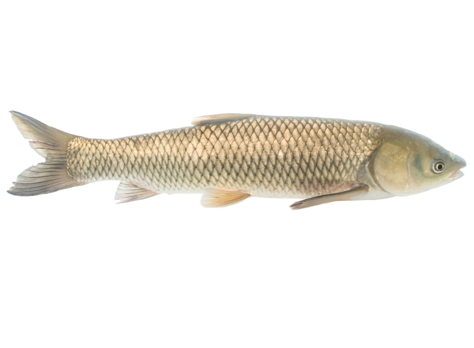Graskarpfen