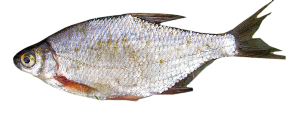 Güster