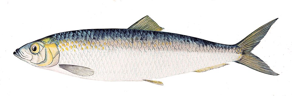 Hering