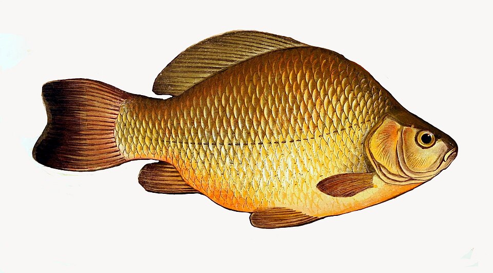 Karausche