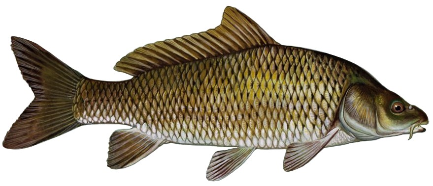 Karpfen