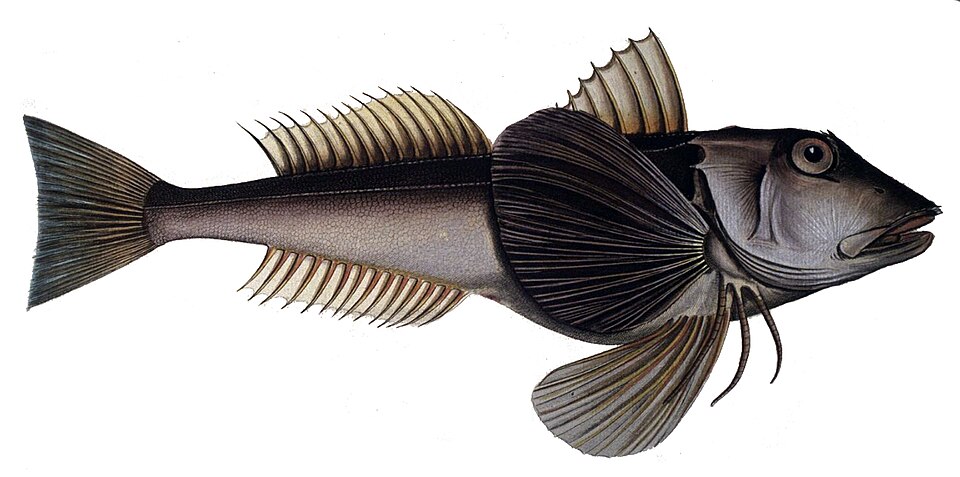 Knurrhahn