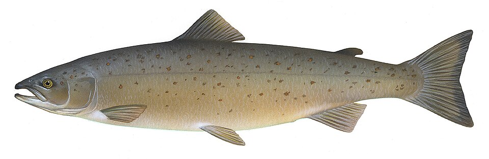 Lachs