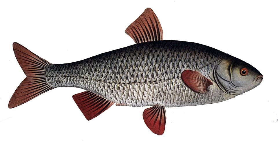 Rotauge