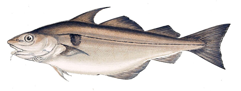 Schellfisch