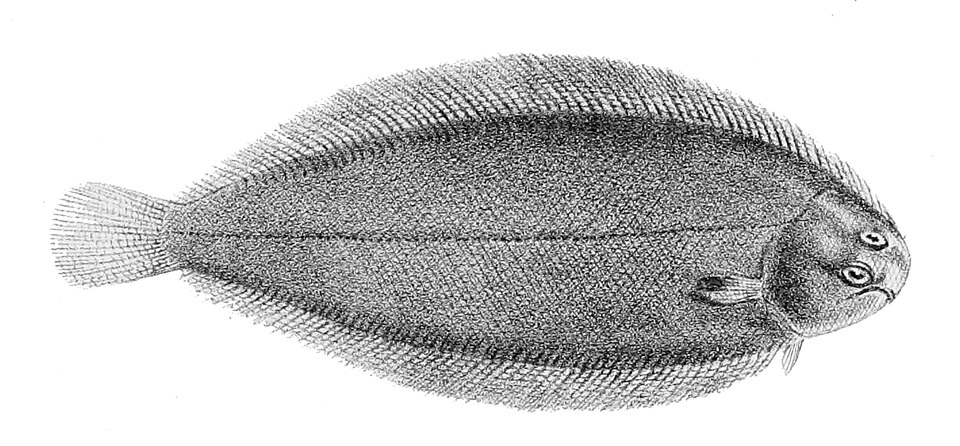 Seezunge