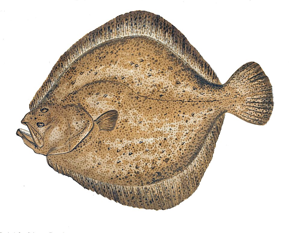 Steinbutt