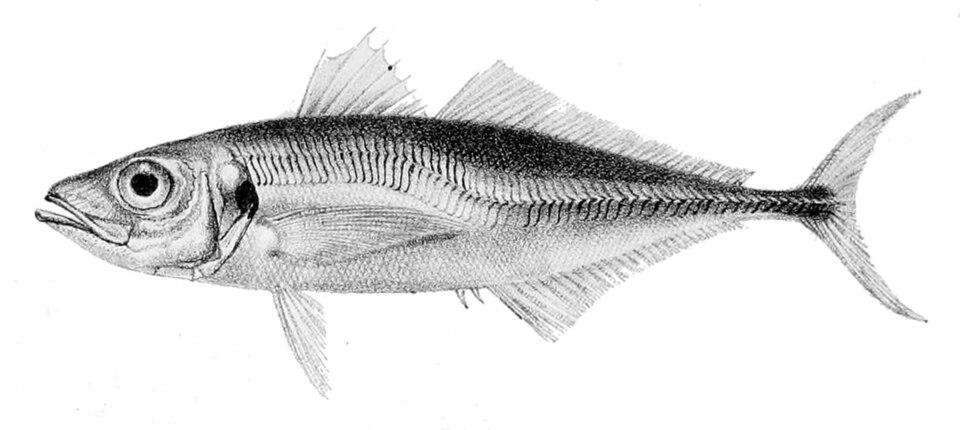 Stöcker