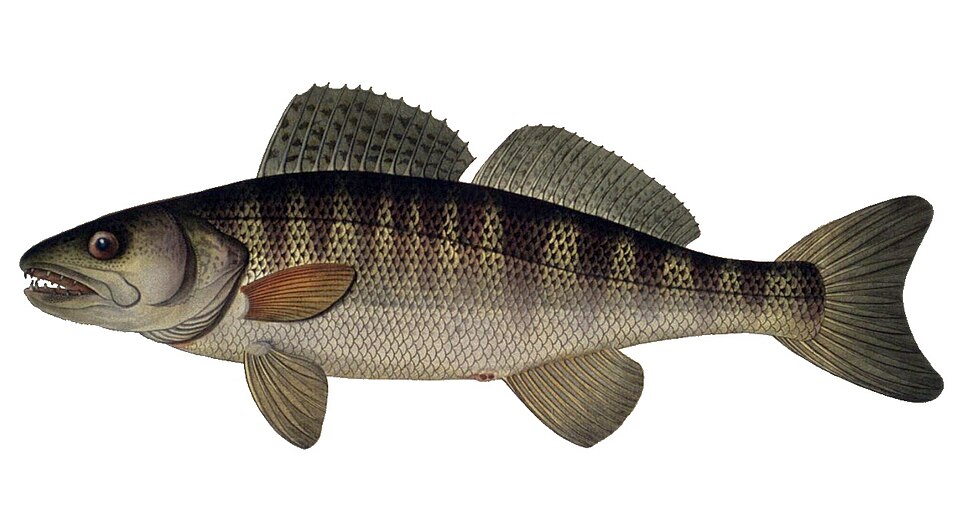 Zander